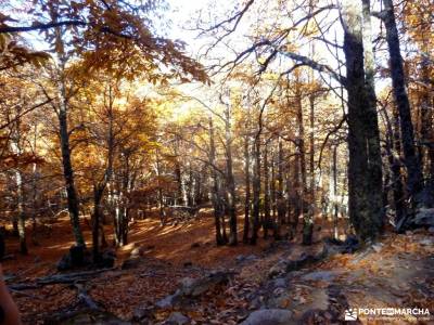 Castañar de El Tiemblo;Ávila; senderismo en madrid federacion española montaña nacimiento del ri